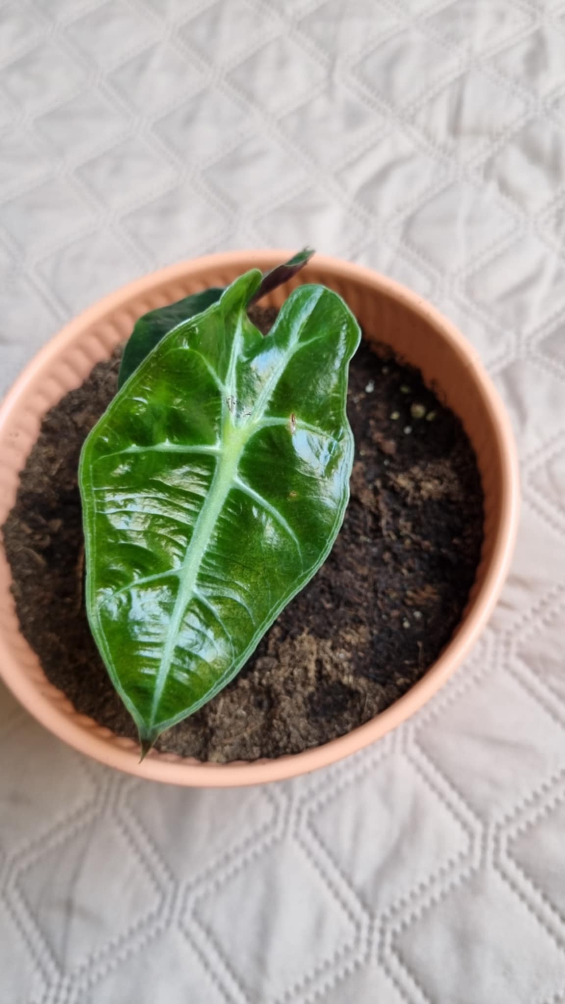 Alocasia longiloba Miq Image 1